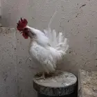 ديك عربي نوع حبحاب لون ابيض صافي مميز عرف واقف
