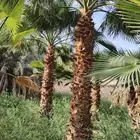 يوجد لدينا جميع انواع النخيل وجميع المقسات جده مكه