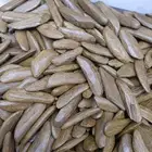 ماروكي محسن