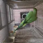 للبيع نفيه دره منتجه