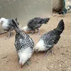 دجاج وديكه فيومي