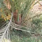 نخل وجثايث القصيم نخل طيب اسعار معقوله