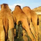 قعدان كفو مناسبات للبيع