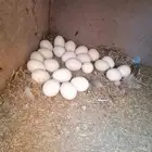 بيض بلدي وديكه