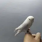 روز بلد ابلاين