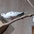 يمام ياكريم كريمي هولندي