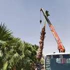 توىيد وزراعه النخيل العربي ونخل الزينه