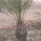 العريسه