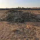 عسيب نخل للبيع