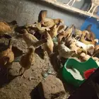 دجاج بلدي وديك بلدي عمرهم اربع شهور صحتهم ممتازه ما شاء الله