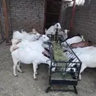 غنم مقاني منوة القاني ...