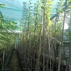 اشجار زينه وباسعار جدا مناسبه