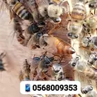 نحل بلدي غنامي عسال درجة اولىTobوانواع العسل الطبيعي العلاجي