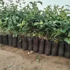 يوجد لدينا جميع انواع الشتلات المانجو والفواكه والجوافه