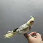 كروان فراشة