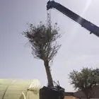 اجود انواع الزيتون زيتون مراكن معمرات زيتون نيبالي