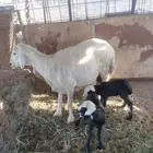 للبيع تحتها خروف ورخل سنها سديس روم وديد سلم