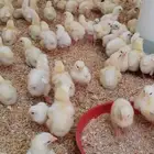 ديراب