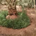 نخيل مثمر للبيع صقعي سكري اخلاص هلالي مجدوله شيشي سري