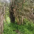 للبيع قصب سكر