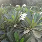 مشتل جازان