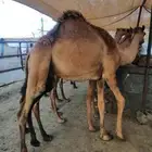 قعدان كفو مناسبات