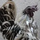 ديك عربي حبحاب عمر سنة ونص