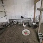 دجاج بلدي و فيومي للبيع