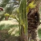 نخل وصل اليوم