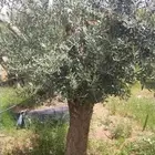 توريد اشجار زيتون نخل عربي وواشنطني وتركيب الشبوك
