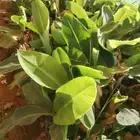 مشاتل جازان صبياء الجميع انوع منجوه لنجراع وموز