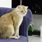 سكوتش سلالة نقية للتزاوج