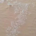 بذور مرخ