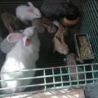 ارانب للبيع الطايف السيل الصغير الواصليه