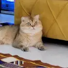 ذكر سكوتش فولد للتزاوج