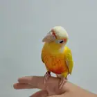 تممم البيععع الله يبارك ل راعيه ب عدد ريشه