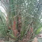 نقوم بتوريد جميع انواع انخل