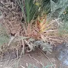 فروخت نخيل للبيع