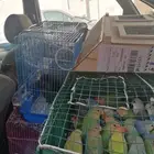 موصل طيور حيونات اليفه امنات