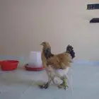 طقم براهما دجاج