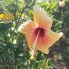 عروض العيد جميع انواع النباتات عليها خصم لدى حدائق جنة البدر