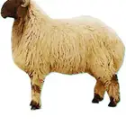 مطلوب خروف نعيمي
