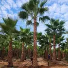 نخيل واشنطني الزينه بجميع مقاساته