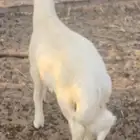 خروف حري للبيع ( تم البيع )
