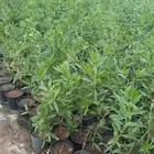 يوجد لديناء شجر الترمناليا وأشجار الزيتون وشجر الظل والأشجار