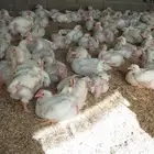 طيور الوسام لذبح اليومي