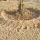 نخل خلاص للبيع الموقع الحالي الهداء