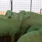 حري صنف نوادر
