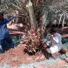 نخل عربي مثمر وسعر طيب صقعي ومجدول وعجوه