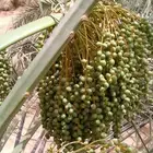 تعديل انخل ورشه من الغبير وتخيش العذوق